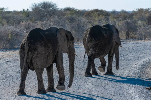 CLoseup de un grupo de elefantes africanos que pasan por — Foto de Stock