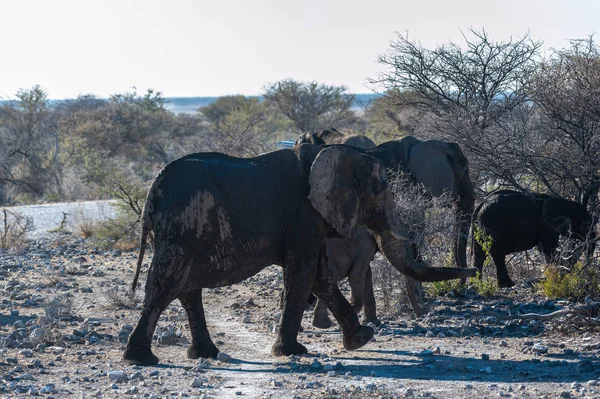 CLoseup de un grupo de elefantes africanos que pasan por —  Fotos de Stock