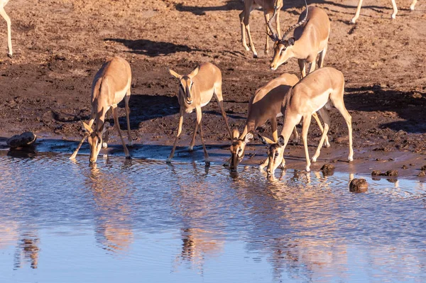 Impalas bebiendo de un pozo de agua —  Fotos de Stock