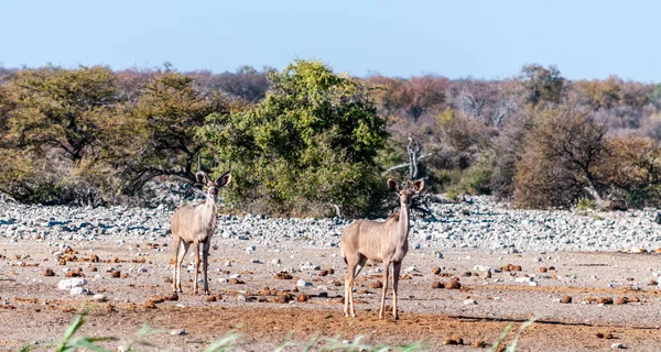 Kudus en el Parque Nacional Etosha — Foto de Stock