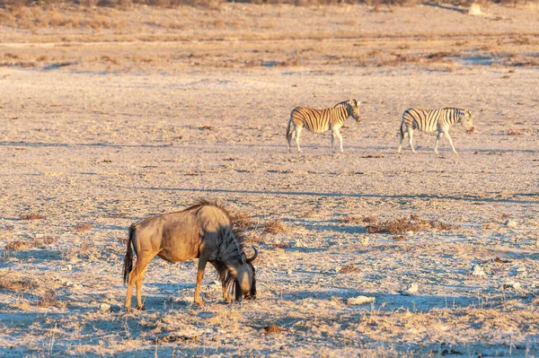 Wildebeest azul al atardecer —  Fotos de Stock