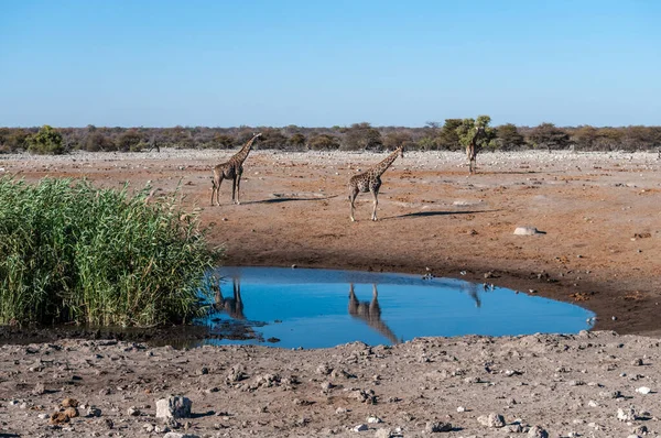 Καμηλοπαρδάλεις στο Εθνικό Πάρκο Etosha — Φωτογραφία Αρχείου