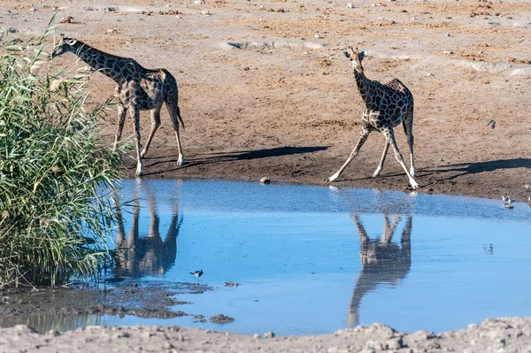 Giraffe nel Parco Nazionale di Etosha — Foto Stock