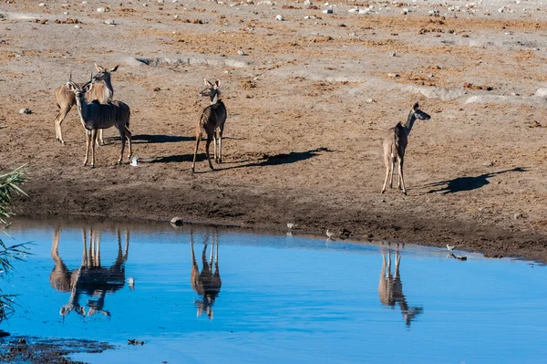 Kudu és Impalas egy Etosha-i víznyelő közelében. — Stock Fotó