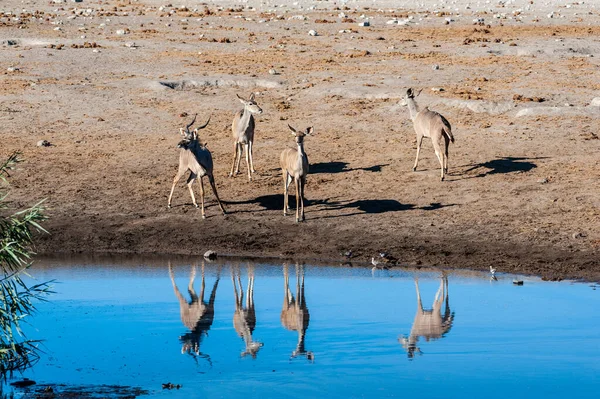Kudu et Impalas près d'un trou d'eau à Etosha — Photo