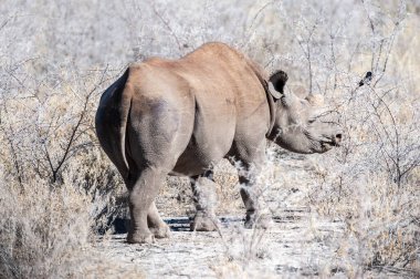 Siyah Gergedan Bir ağacın altında Tarama.