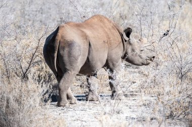 Siyah Gergedan Bir ağacın altında Tarama.