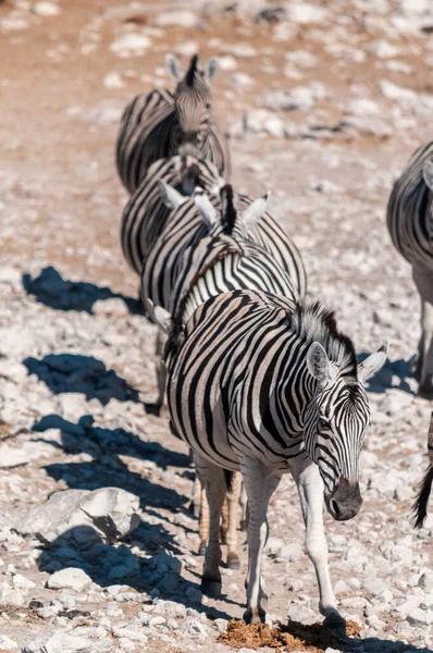 Zèbres dans le parc national d'Etosha . — Photo