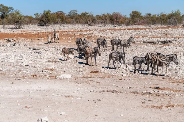 Zebry v národním parku etosha. — Stock fotografie