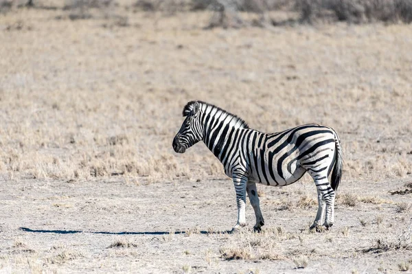 Ζέβρες σε etosha εθνικό πάρκο. — Φωτογραφία Αρχείου