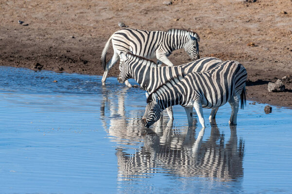 A Burchells Plains zebra -Equus quagga burchelli- drinking from a waterhole in Etosha National Park, Namibia.