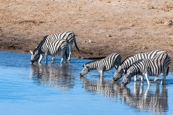 Etosha nemzeti park zebrák. — Stock Fotó