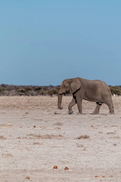 Un éléphant mâle solitaire marchant dans les plaines du parc national d'Etosha — Photo