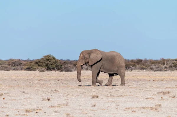 Osamělý samec, který kráčí přes pláně národního parku Etosha — Stock fotografie