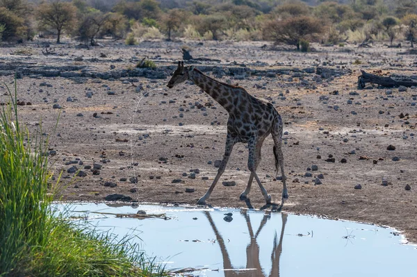 Giraffe nel Parco Nazionale di Etosha — Foto Stock