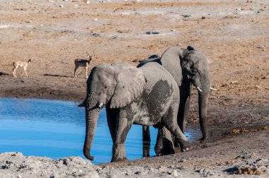 İki Erkek Fil Bir Su Deliğinden İçme.