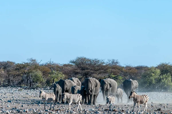 En flock afrikanska elefanter närmar sig ett vattenhål i Etosha. — Stockfoto