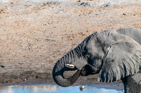 Primer plano de un elefante africano — Foto de Stock