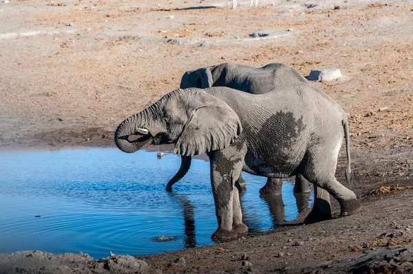 Dos elefantes machos bebiendo de un pozo de agua . — Foto de Stock