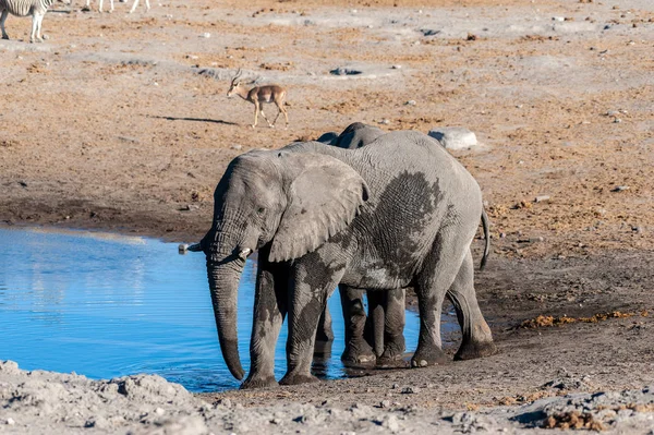 Два слона-самца пьют из колодца . — стоковое фото