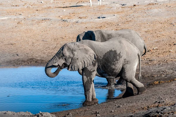 Δύο αρσενικοί ελέφαντες που πίνουν από μια νερότρυπα. — Φωτογραφία Αρχείου