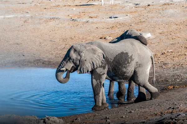 Dos elefantes machos bebiendo de un pozo de agua . — Foto de Stock