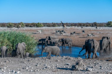 Etosha 'da bir su birikintisinin yakınında çeşitli Afrika kara memelileri