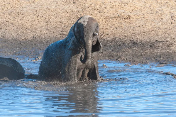 Mladý africký slon ve vodní díře — Stock fotografie