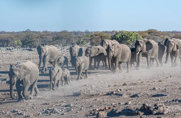 Una manada de elefantes africanos acercándose a un pozo de agua en Etosha — Foto de Stock