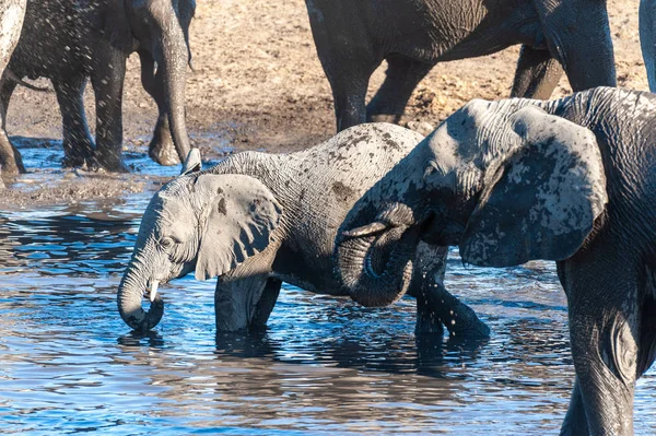 Uzavření stáda afrických slonů ke koupání a pití ve vodní díře — Stock fotografie