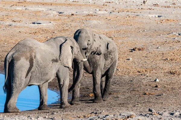 Dwa słonie afrykańskie zbierające walkę. — Zdjęcie stockowe