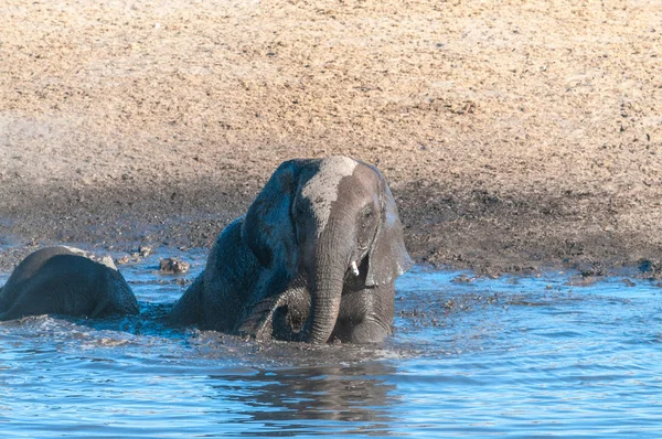 一只年轻的非洲大象在水洞里洗澡 — 图库照片