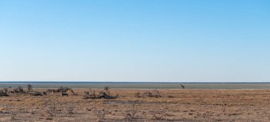 Zürafalar etkin Milli Parkı'nda