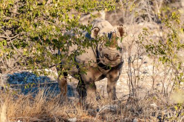 Siyah bir gergedan Etosha çalılarına bakıyor.