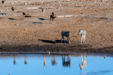 Su birikintisinin yakınında bir zürafa.