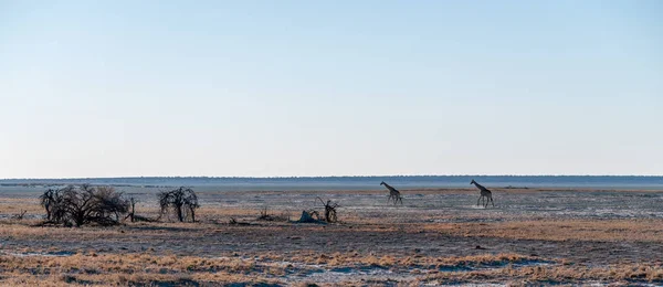 기린에 Etosha 국립 공원 — 스톡 사진