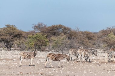 Etosha'daki Düzlükler Zebralar