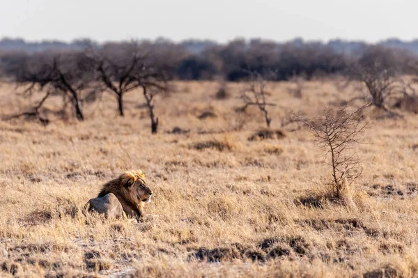 León macho descansando en una llanura —  Fotos de Stock