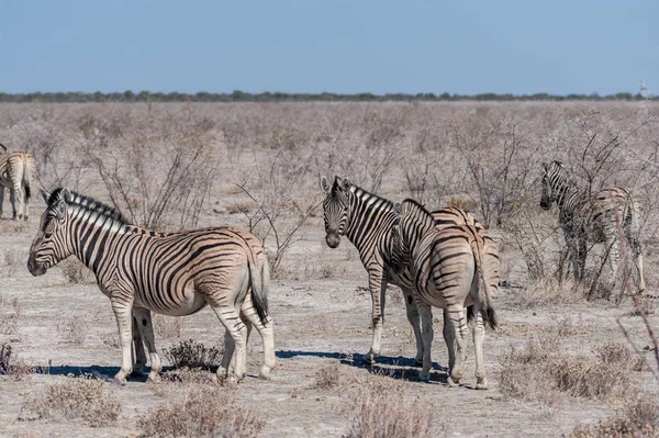 Burchell-Zebra -equus quagga burchelli- weidet auf den Ebenen von Etoscha — Stockfoto