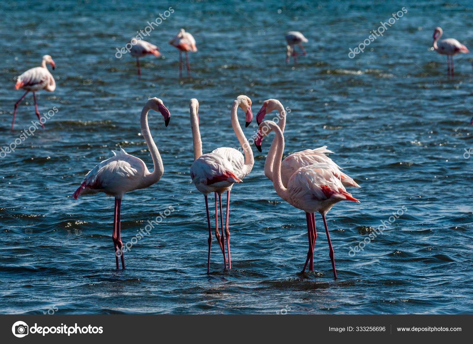 Flamengos At Walvis Bay Stock Photo C Durktalsma 333256696