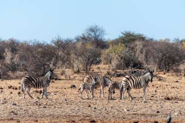 Etosha'da bir grup Zebra