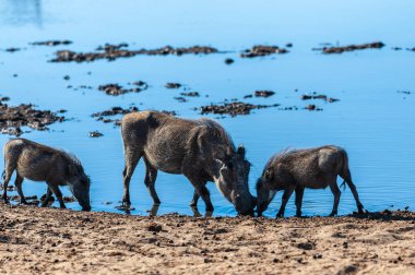 Etosha Milli Parkı 'ndaki Yaban domuzları