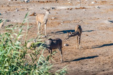 Kudu ve Impalas Etosha 'da bir su birikintisinin yakınında.