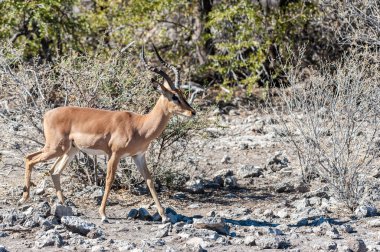 Impalas- Etosha Ulusal Parkı