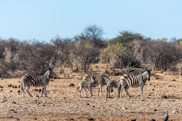 Eine Gruppe Zebras in Etoscha — Stockfoto