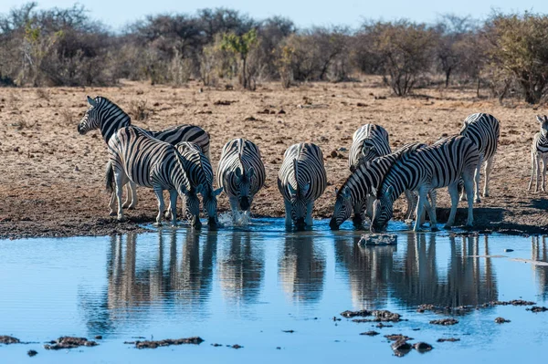 Grupa zebry w Etosha — Zdjęcie stockowe