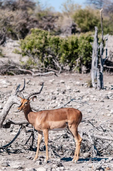 Impalas w parku narodowym Etosha — Zdjęcie stockowe