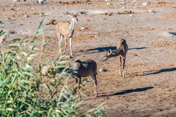 Kudu i Impalas w pobliżu wodopoju w Etosha — Zdjęcie stockowe