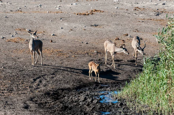 Kudu και Impalas κοντά σε ένα νερόλακκο στην Etosha — Φωτογραφία Αρχείου