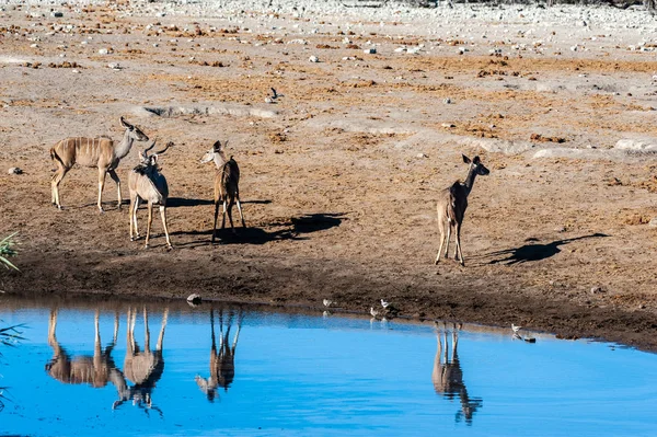 Kudu és Impalas egy Etosha-i víznyelő közelében. — Stock Fotó